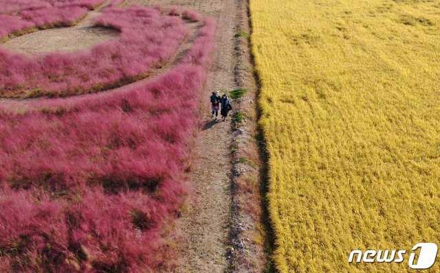 12일 오후 경기도 김포시 장기동의 황금들녘 사이에 조성된 핑크뮬리 군락에서 나들이객들이 즐거운 시간을 보내고 있다. 2020.10.12/뉴스1 © News1
