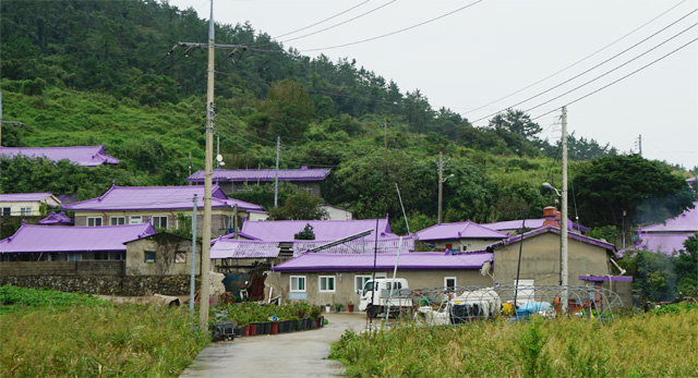 퍼플교 주변의 박지도, 반월도 그리고 안좌도 두리마을의 집들은 모두 보라색 지붕이다.