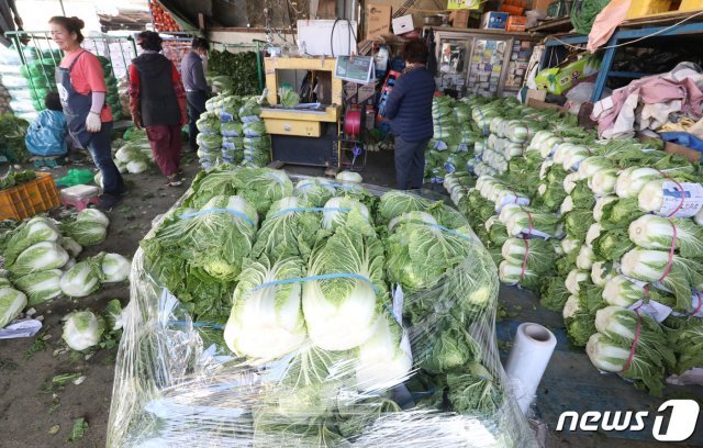 입동(立冬)을 지나 본격적인 김장철로 접어든 가운데 8일 오후 대구 북구 매천동 대구농수산물도매시장에 배추가 쌓여 있다.  

한 상인은 “김장철을 맞아 배추와 무가 본격적으로 출하되면서 가격이 안정세를 찾아가고 있다”고 말했다. 2020.11.8/뉴스1