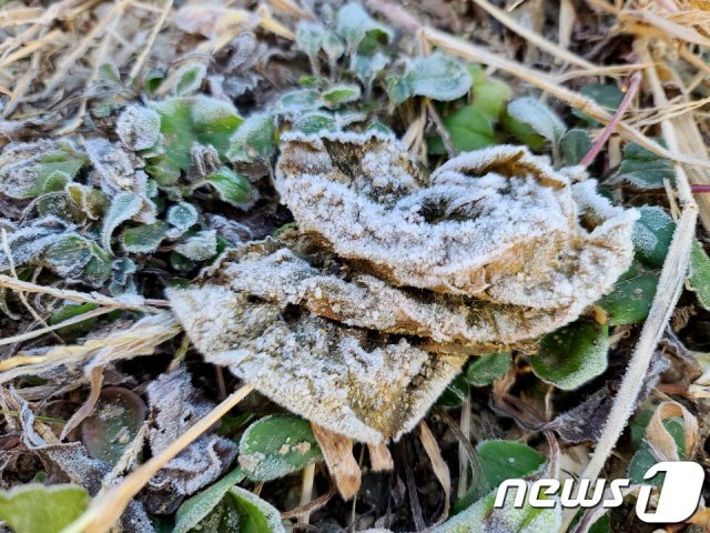 4일 오전 경기 수원시의 한 거리에 서리가 내려있다. 이날 오전 전국 아침 최저 기온은 영하 1~6도를 기록하며 올 가을 들어 가장 추울것으로 예보됐다. 2020.11.4/뉴스1 © News1