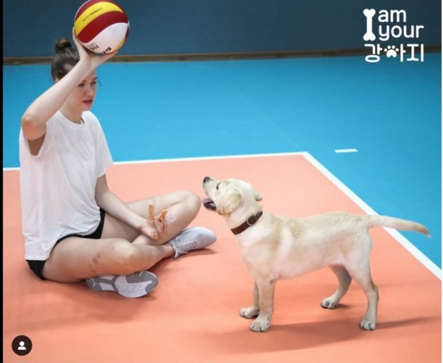 경기 가평군 GS칼텍스 숙소에서 구단 반려견 ‘킥스’(래브라도 리트리버)와 시간을 보내는 외국인 선수 러츠. 킥스는 구단이 개설한 인스타그램 팔로어만 3000명이 넘을 정도로 팬들에게도 사랑 받고 있다. 사진 출처=킥스 인스타그램