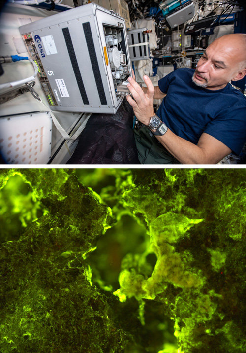 유럽우주국(ESA) 소속 우주인이 2019년 국제우주정거장에서 바이오록(BioRock) 실험을 진행하고 있다. 아래 사진은 대표적인 바이오마이닝 미생물인 ‘스핑고모나스 데시카빌리스’를 현미경으로 촬영한 모습. 사진 출처 유럽우주국(ESA)