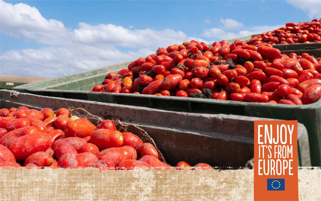 유럽에서는 햇볕이 가장 뜨거울 때 향과 영양가가 뛰어난 토마토가 생산된다. 레드골드프롬유럽 제공