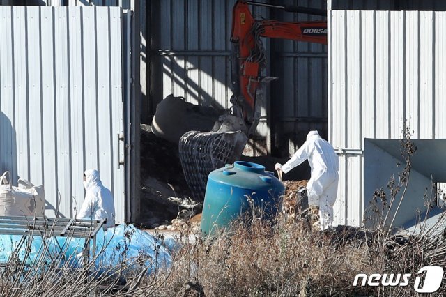 6일 오전 전남 영암군 시종면 한 오리 농장에서 방역당국이 살처분 작업을 하고 있다. 전날 해당 농장 인근 오리 농장에서 고병원성 조류인플루엔자(AI) 확진 사례가 발생했다. 2020.12.6 /뉴스1 © News1