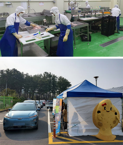 제주 광어의 언택트 유통혁신… “클릭하면 1등급 회가 식탁에”