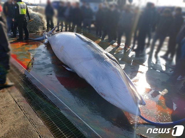 경북 포항시 남구 구룡포 남동방 16km해상에서 조업 중이던 자망어선 A호(7톤)선장이 12일 그물에 걸려 죽은 밍크고래를 발견해 해경에 신고했다. (포항해양경찰서제공)2020.12.13/© 뉴스1