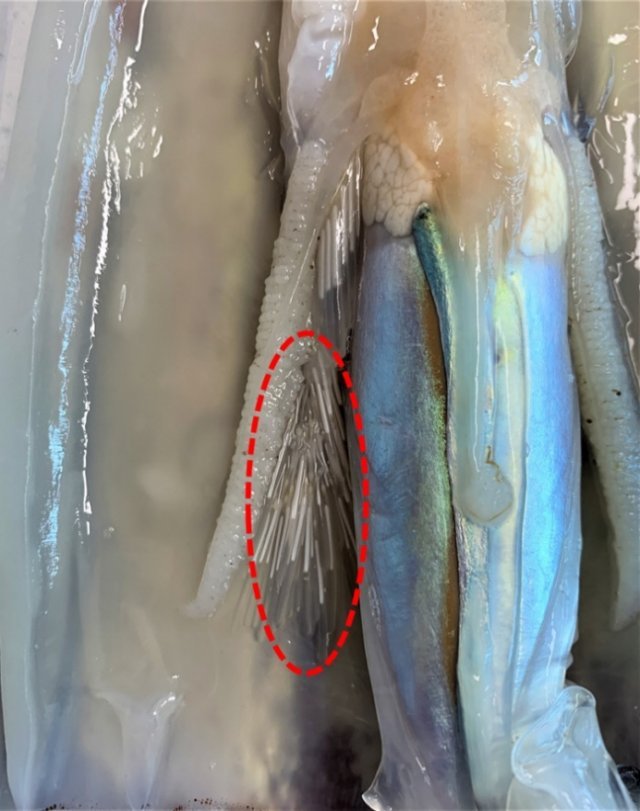 수컷 오징어 내장 부위에 붙어있는 정자덩어리인 정협. 국립수산과학원 제공