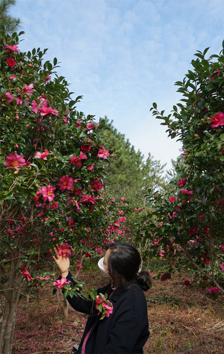 전남 신안의 ‘천사섬 분재공원’에서는 한겨울에도 빨간색 꽃이 핀 애기동백 1만7000여 그루를 볼 수 있다. 입구부터 지그재그로 오솔길을 만들어 걷는 재미가 쏠쏠하다.