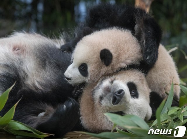 삼성물산 리조트부문(사장 한승환)이 운영하는 에버랜드가 2021년 신축년 새해를 맞아 오는 4일부터 아기 판다 ‘푸바오’의 바깥 외출이 시작된다고 3일 밝혔다. 에버랜드 측은 태어날 당시 197g에 불과했던 푸바오가 생후 5개월을 넘긴 현재 체중이 약 50배 이상 증가한 10kg을 돌파하고, 최근부터 어미와 떨어져 혼자서도 네 발로 잘 걸어다니는 등 건강하게 성장했다고 판단해 본격적인 외출을 시작한다고 밝혔다. 에버랜드는 4일부터 17일까지 매일 소규모 인원이 순차 관람하는 사전예약제를 실시해 코로나19 방역과 사회적 거리두기에 만전을 기해 운영할 예정이다. (에버랜드 제공)2021.1.3/뉴스1