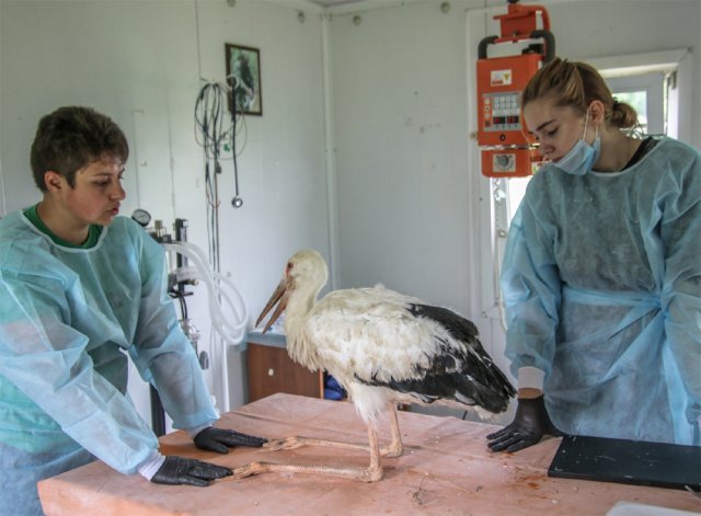 러시아 야생동물재활센터에서 연구진들이 황새의 재활을 돕고 있다. 지난해 6월 둥지에서 떨어졌다 구조된 이 황새는 8월 치료를 마치고 방사돼 한국으로 날아왔다. 세계자연기금(WWF) 러시아지부 제공