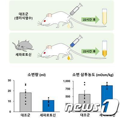 실험용 집쥐의 소변량 감소 효과(해양수산부 제공)© 뉴스1