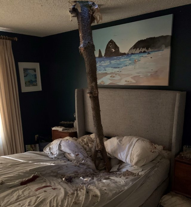 강풍으로 나무가 가정집 침실을 덮친 모습. KREM2 방송기자 팀 팜 트위터 갈무리