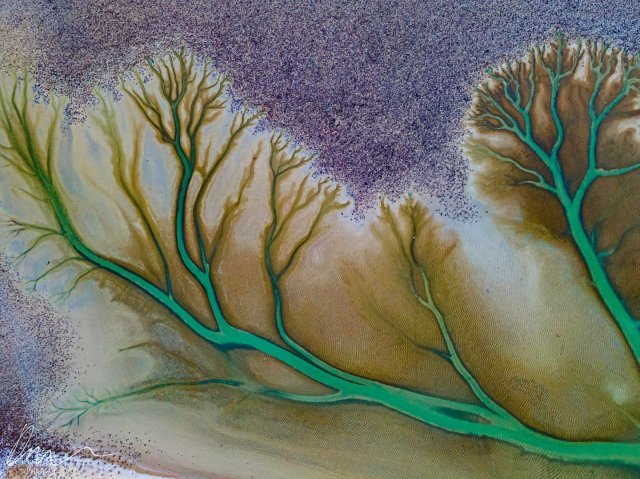 호주 브룸스헤드 마을에 있는 카고라 호수 끝자락. 구스타프 클림트의 걸작 ‘생명의 나무’를 연상시킨다. 사진작가 데리 모로니 인스타그램 갈무리