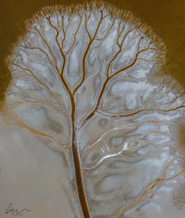 호주 브룸스헤드 마을에 있는 카고라 호수 끝자락. 구스타프 클림트의 걸작 ‘생명의 나무’를 연상시킨다. 사진작가 데리 모로니 인스타그램 갈무리