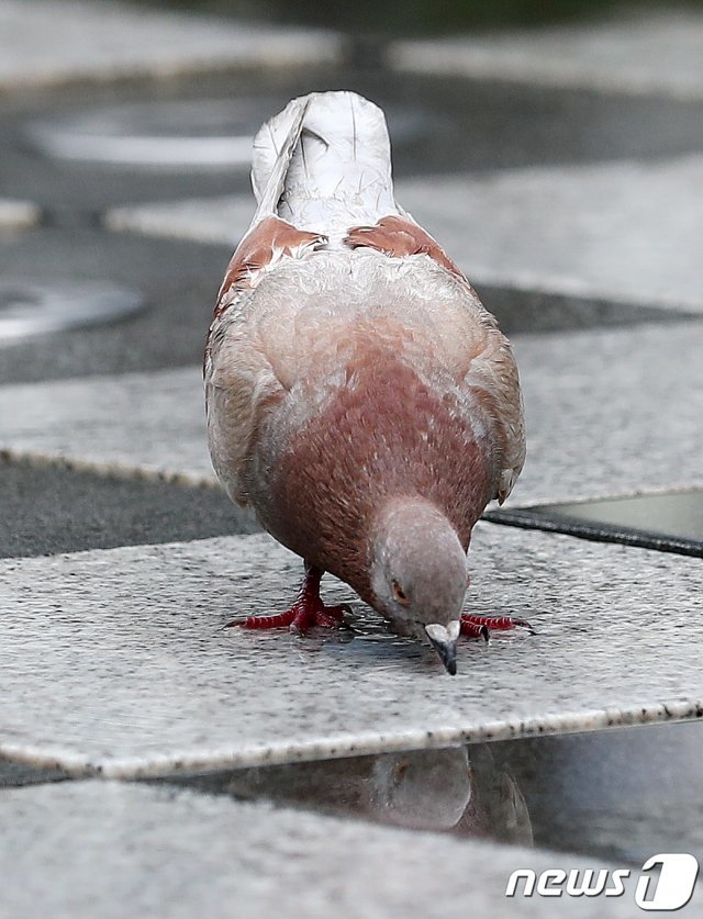 호주에서 미국 태평양을 횡단해 방역 수칙을 위반한 비둘기가 안락사를 당하게 됐다. 사진은 기사와 관계 없음.  © News1