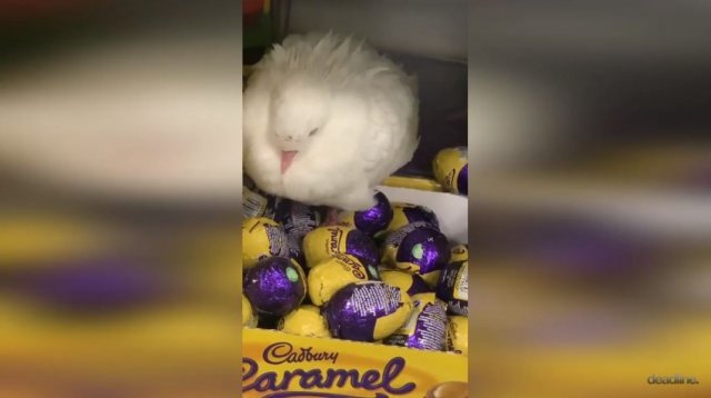 달걀 모양 초콜릿을 품고 있는 비둘기. 데드라인 뉴스 유튜브 캡처