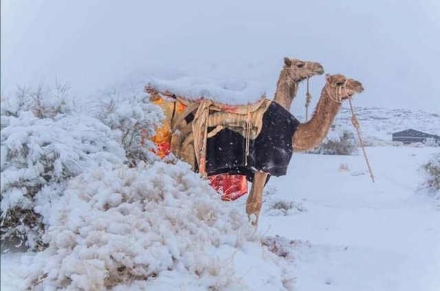 10일 사우디아라비아 북부 타부크에 폭설이 내려 낙타의 안장 위에도 눈이 쌓였다. 피플오브사우디아라비아 페이스북 캡처
