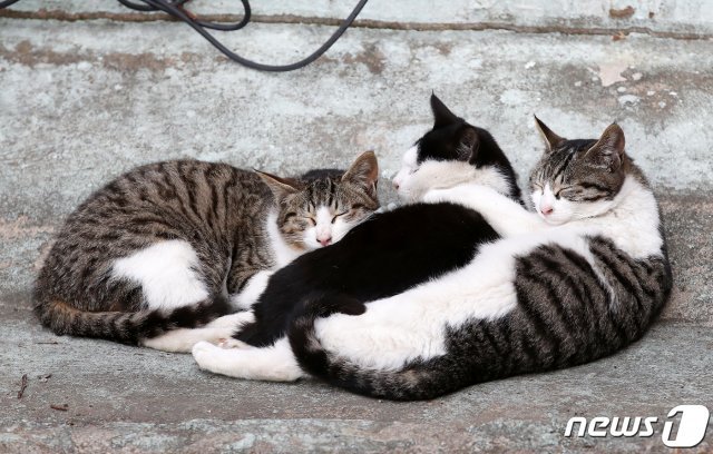 25일 오후 서울 시내 한 공원에서 낮잠을 자고 있는 길고양이들의 모습. 2021.1.25/뉴스1 © News1