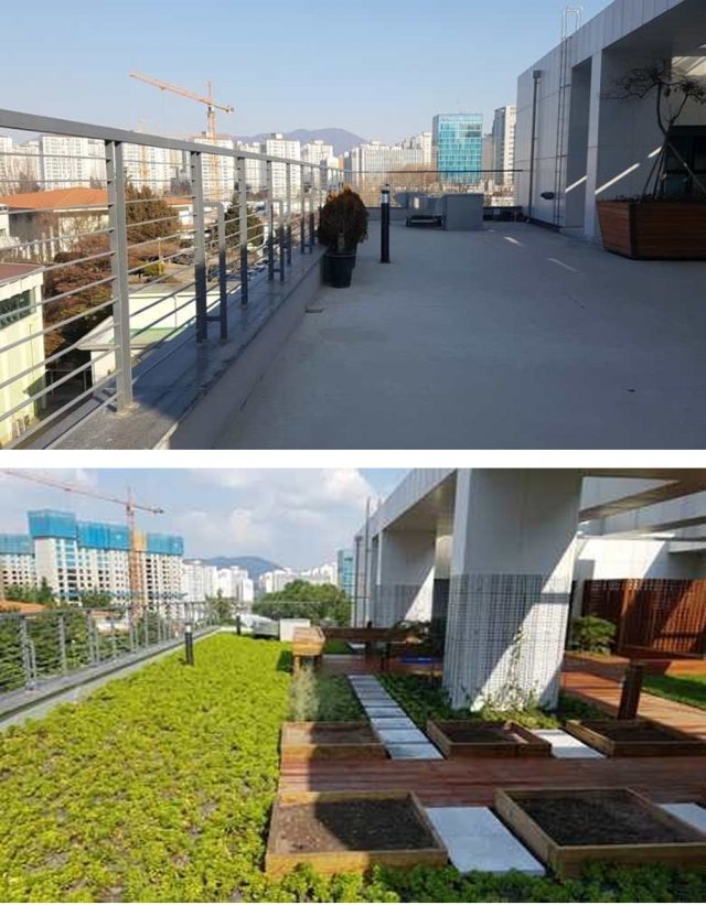 서울 강동구 상일동주민센터의 회색빛 콘크리트 옥상(위 사진)이 서울시의 옥상녹화 사업을 한 뒤 2019년 9월 풀과 흙으로 뒤덮인 아름다운 녹색 쉼터로 변신했다. 서울시 제공