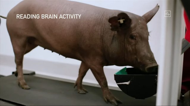 일론 머스크의 회사 Neuralink에서 지난해 8월 공개한 뇌에 칩을 심은 돼지.