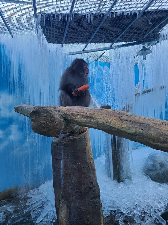 혹한으로 고드름이 언 전시실에서 당근을 먹고 있는 원숭이. 사진=블로그 ‘금빛실타래’