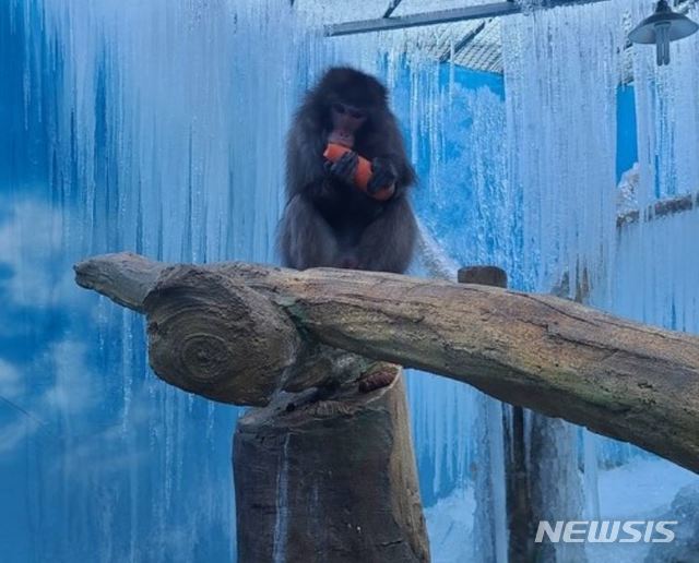 고드름이 언 우리에서 당근을 먹고 있는 원숭이. 사진=뉴시스