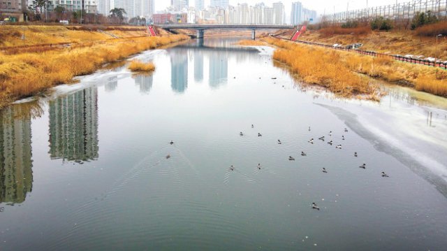 지난해 8월부터 매일 수 천 t의 한강 물을 끌어들이면서 일정 수심을 유지하도록 하자 물고기와 철새들이 돌아온 심곡천의 전경. 인천 서구가 심곡천 공촌천 등 도심 4대 하천의 생태복원사업을 의욕적으로 펼치고 있다. 인천 서구 제공