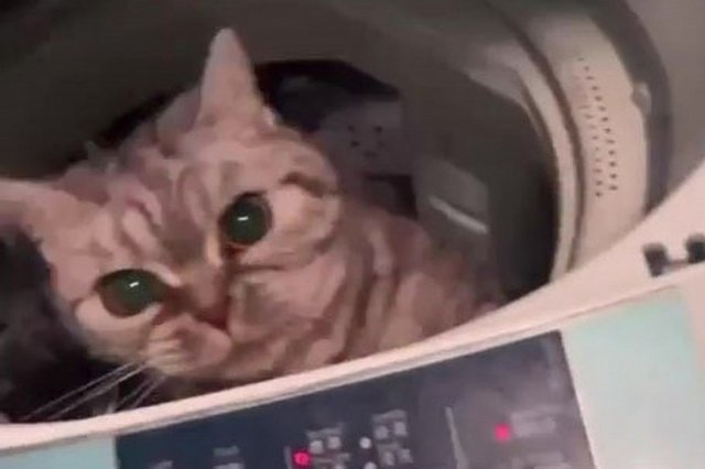 세탁기에서 주인을 바라보는 고양이. 유키 인스타그램 갈무리