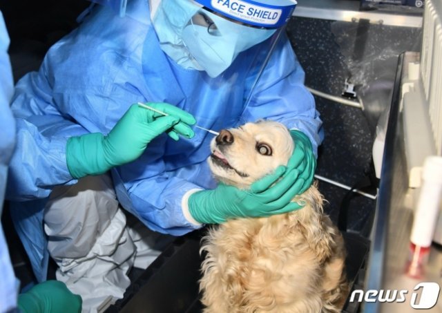 서울시 동물이동검체채취반이 10일 강북구 확진자가 기르던 반려동물의 신종 코로나바이러스 감염증(코로나19) 검사를 위해 검체를 채취하고 있다.