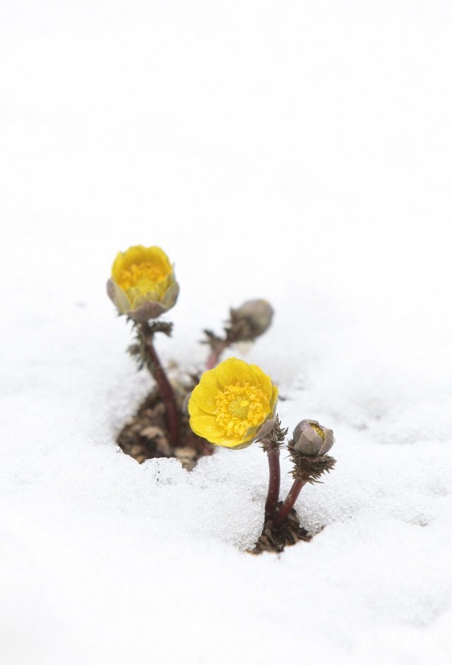 경기 용인시 처인구 백암면 한택식물원 산기슭의 눈 사이로 복수초(福壽草)가 수줍은 듯 꽃을 피워 아름다운 자태를 뽐내고 있다. 2009년 2월 4일