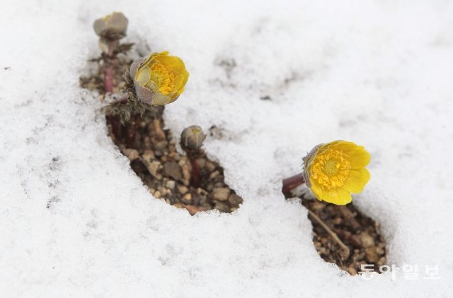 경기 용인시 처인구 백암면 한택식물원 산기슭의 눈 사이로 복수초(福壽草)가 수줍은 듯 꽃을 피워 아름다운 자태를 뽐내고 있다. 2009년 2월 4일
