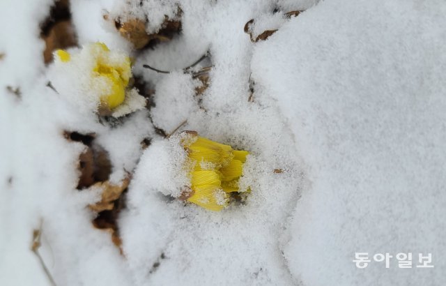 16일 경기 용인시 처인구 백암면 한택식물원 산기슭에 복수초(福壽草)가 눈을 맞으며 수줍은 듯 꽃을 피워 아름다운 자태를 뽐내고 있다. 얼음새꽃으로도 불리는 복수초는 서양에서는 ‘슬픈 추억’이라는 꽃말을 가지고 있지만 동양에서는 ‘영원한 행복’을 뜻한다.