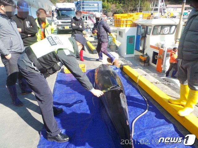 통영해경이 죽은 밍크고래를 살펴보고 있다 (통영해경 제공)