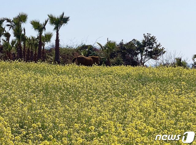 제주에서 역대 두 번째로 가장 따뜻한 2월을 기록한 21일 서귀포 대포동 해안가 유채꽃밭에서 말 한 마리가 풀을 뜯고 있다.2021.2.21/뉴스1© News1