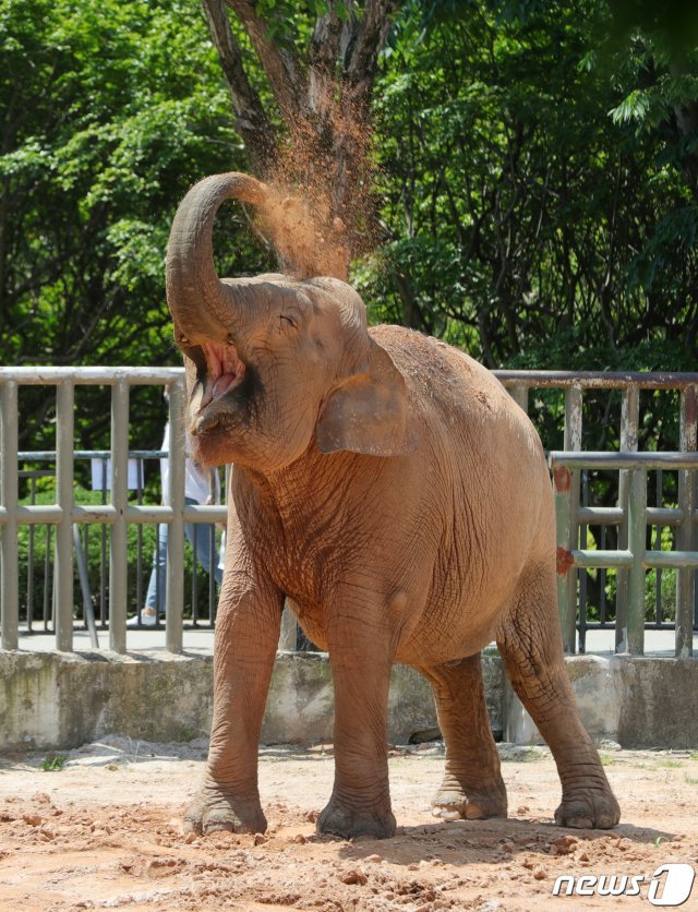 코끼리 사진.  2020.5.23/뉴스1 © News1