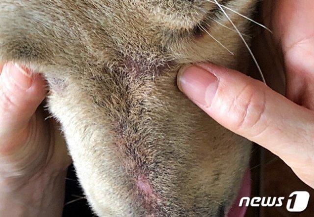 테이프로 입이 칭칭 감겨 있던 강아지의 입 주변에 상처가 나 있다. 사진=동물구조119 제공 ⓒ 뉴스1
