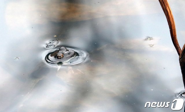 경칩을 하루 앞둔 4일 충남 천안시 광덕사 인근 연못에서 겨울잠에서 깬 개구리가 물 밖으로 얼굴을 내비치고 있다. 2021.3.4/뉴스1 © News1