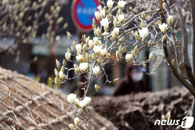 지난달 22일 오전 제주 서귀포시 이중섭거리에 목련이 활짝 펴 관광객들의 시선을 끌고 있다.2021.2.22/뉴스1 © News1