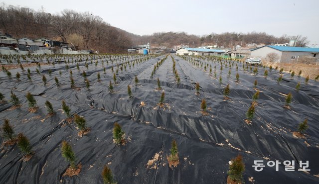 한국토지주택공사(LH) 직원들이 지난해 2월 매입한 경기 시흥시 과림동의 한 토지에 묘목 2000여 그루가 심어져 있다. 이 토지는 정부가 지난달 24일 발표한 광명·시흥 신도시에 포함돼 있다. 소유주인 LH 직원들은 발표 나흘 뒤인 28일 조경업체에 의뢰해 묘목을 심은 것으로 알려졌다. 묘목을 심는 등 농업 활동을 하면 이후 보상 규모가 더 커진다고 한다. 시흥=양회성 기자 yohan@donga.com