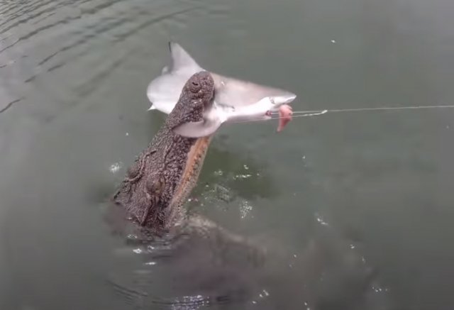 호주에서 한 낚시꾼이 상어를 낚으려는 순간 악어가 나타나 가로채 가는 장면이 공개됐다. 유튜브 영상 캡처