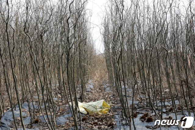LH직원이 매입한 경기도 시흥시 무지내동 토지에 심어진 왕버들나무의 모습. 2021.3.8 © News1