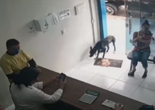 떠돌이 개가 절뚝거리며 동물병원에 들어서고 있다. 사진=유튜브 채널 Jornal tv 갈무리