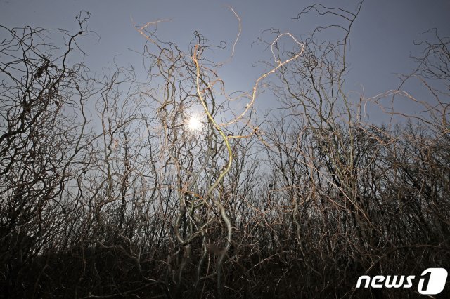 LH직원이 매입한 경기도 시흥시 무지내동 토지에 심어진 왕버들나무의 모습. 2021.3.8/뉴스1 © News1