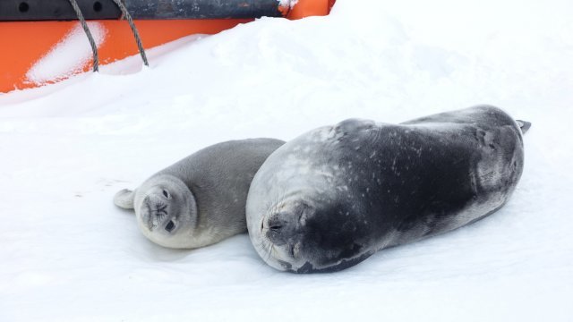 (극지연구소 제공) 2021.03.11 /뉴스1