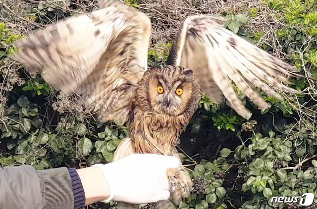 지난 10일 제주시 한경면 저지리에서 천연기념물 제324호 칡부엉이가 자연의 품으로 돌아가고 있다.(제주대학교 제주야생동물구조센터 제공)© News1