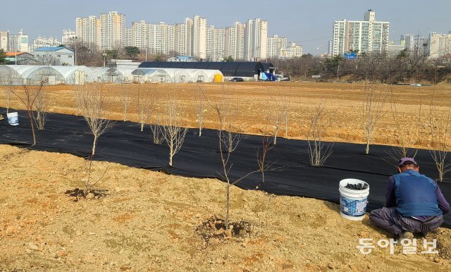 10일 경기 광명 신도시 예정지 일대에서 한 인부가 최근 심어진 묘목 위로 검은 부직포 작업을 하고 있다. 광명=박영대기자 sannae@donga.com