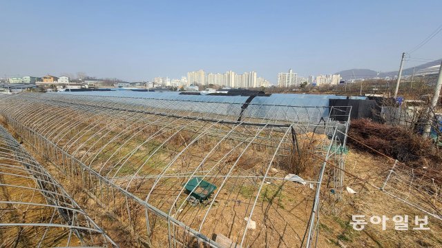 경기 광명 신도시 예정지 일대 모습. 비닐하우스 내부에 나무묘목이 심겨져 있다. 광명=박영대기자 sannae@donga.com