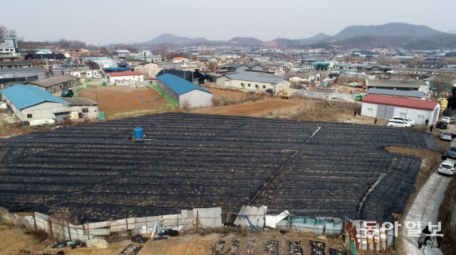 LH직원이 소유한 것으로 알려진 경기 시흥 과림동 ‘전’은 검은 부직포위로 나무 묘목 수 천 그루가 심어져있다. 시흥=양회성기자 yohan@donga.com