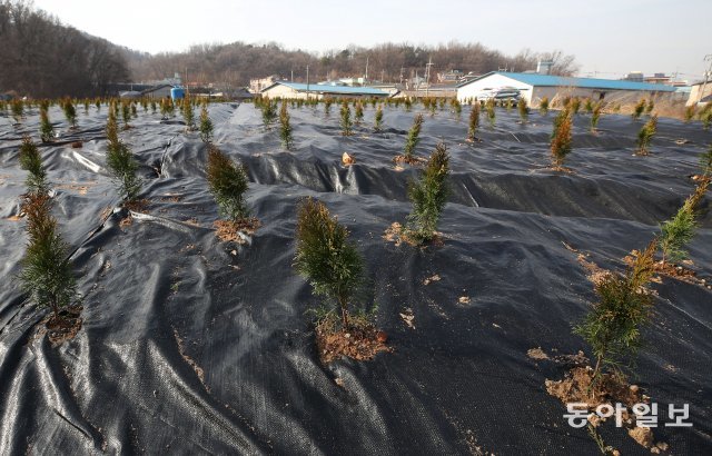 LH직원이 소유한 것으로 알려진 경기 시흥 과림동 땅에 검은 부직포위로 심어진 묘목. 시흥=양회성기자 yohan@donga.com