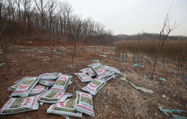 LH직원이 소유한 것으로 알려진 경기 시흥 무지내동 땅에 나무가 심겨져 있다. 시흥=양회성기자 yohan@donga.com